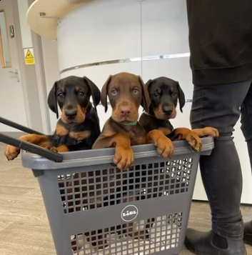 cucciolo di dobermann