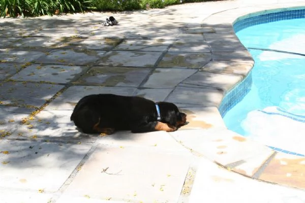 cuccioli di rottweiler | Foto 0