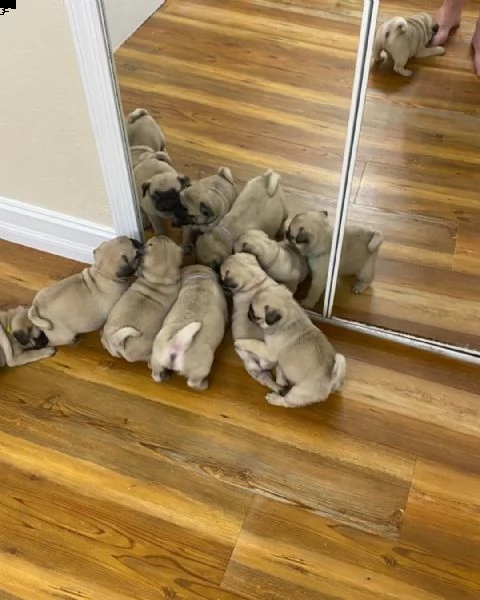 cuccioli di carlino maschio e femmina sani (+393509706299)