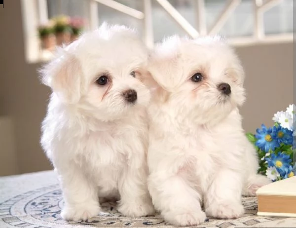 adorabili cuccioli disponibili | Foto 1