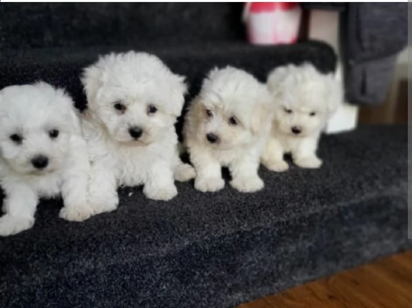 adorabili cuccioli disponibili
