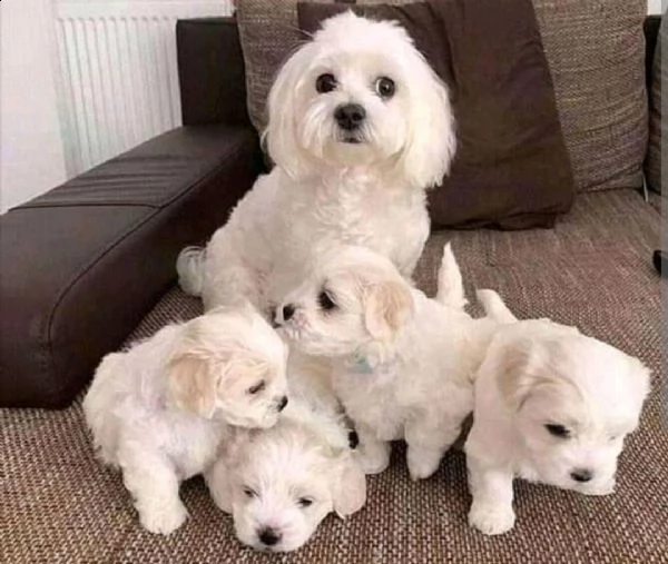 adorabili cuccioli disponibili | Foto 0