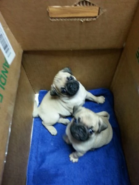 cucciolo carlino da negoziante///