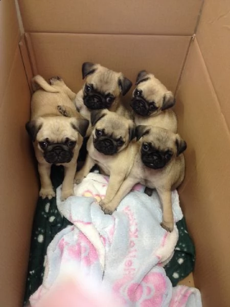 cucciolo carlino da negoziante/// | Foto 0