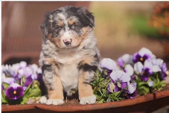 cuccioli di pastore australiano a colori personalizzati