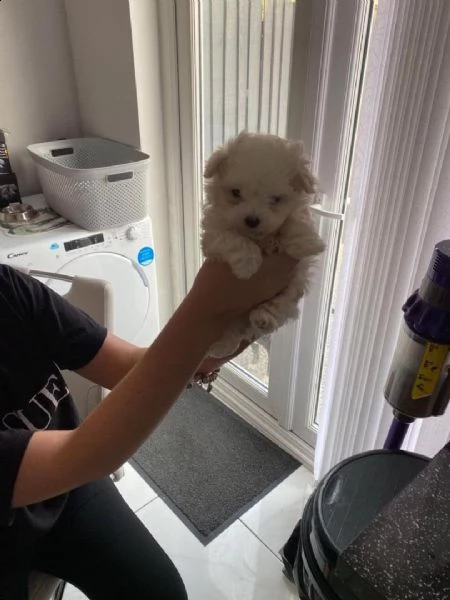 adorabili cuccioli maltesi | Foto 4