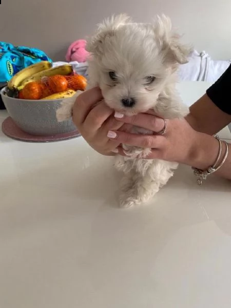 adorabili cuccioli maltesi | Foto 0
