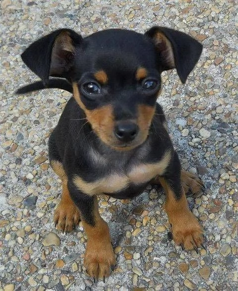 pinscher