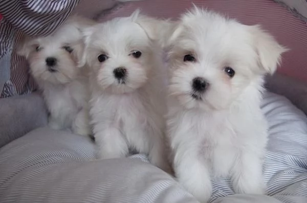 regalo cuccioli di maltese mini toy
