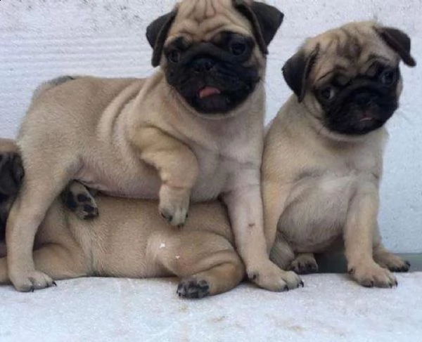 due cuccioli di carlino per il re-homing (+393509706299)