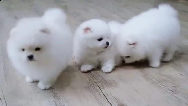 pomeranian cuccioli mini toy