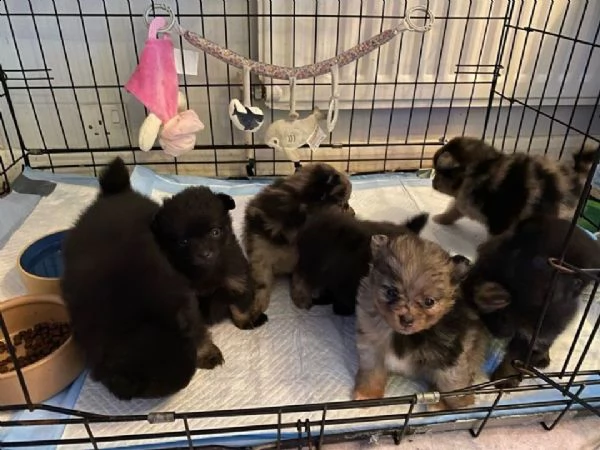 regalo cucciolo bellissimi e adorabili cuccioli di pomerania