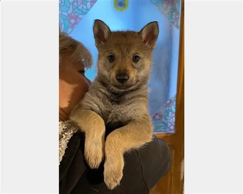 cuccioli controllati di cane lupo cecoslovacco