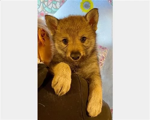 cuccioli controllati di cane lupo cecoslovacco | Foto 5