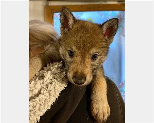 cuccioli controllati di cane lupo cecoslovacco | Foto 4