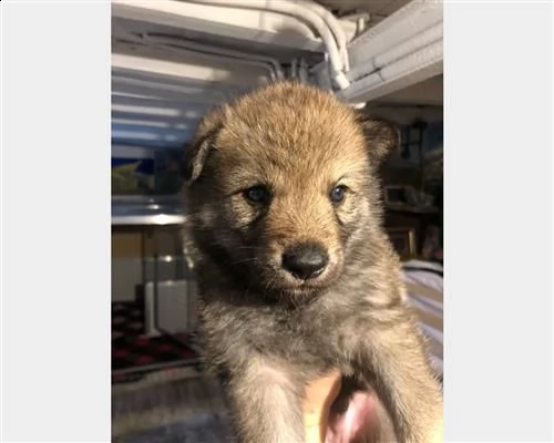 cuccioli controllati di cane lupo cecoslovacco | Foto 3