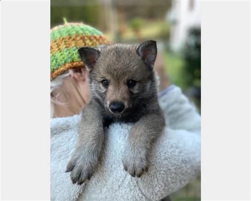 cuccioli controllati di cane lupo cecoslovacco | Foto 2