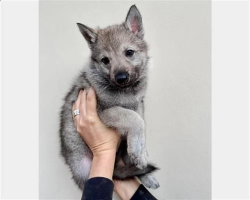 cuccioli controllati di cane lupo cecoslovacco | Foto 1