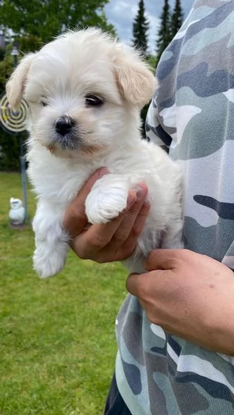 due cuccioli maltesi con tazza da te | Foto 3