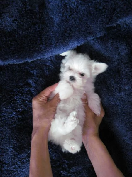 due cuccioli maltesi con tazza da te | Foto 2