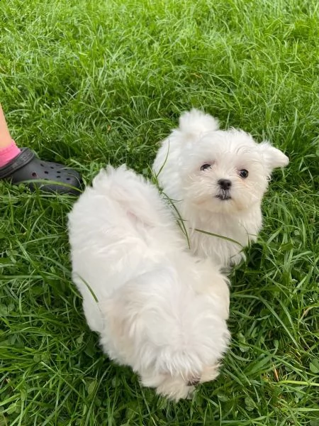 due cuccioli maltesi con tazza da te | Foto 0