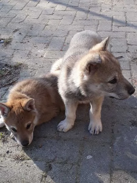 cucciolo di lupo cecoslovacco di 3 mesi