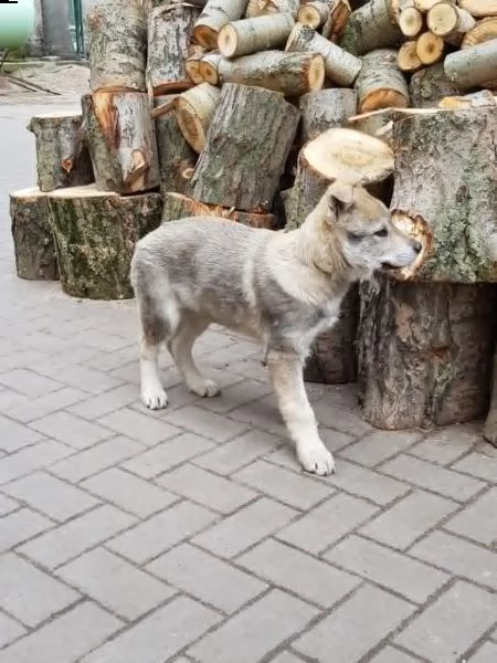 cucciolo di lupo cecoslovacco di 3 mesi | Foto 1