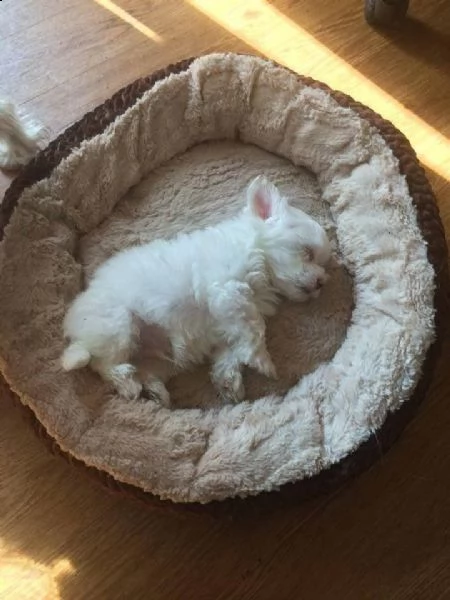 disponibili affascinanti cuccioli di maltese (+393509706299)