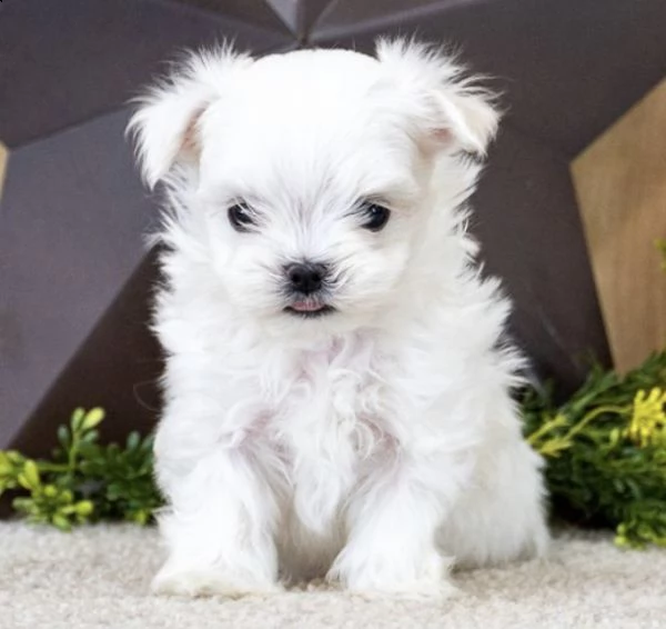 regalo adorabili cuccioli maltese   bianco 