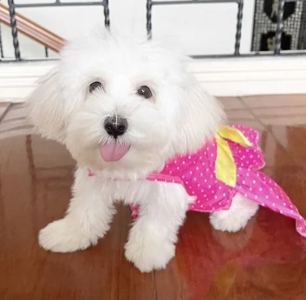 regalo adorabili cuccioli  maltese bianco  femminucce e maschietti