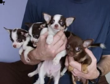 bellissimi cuccioli di chihuahua