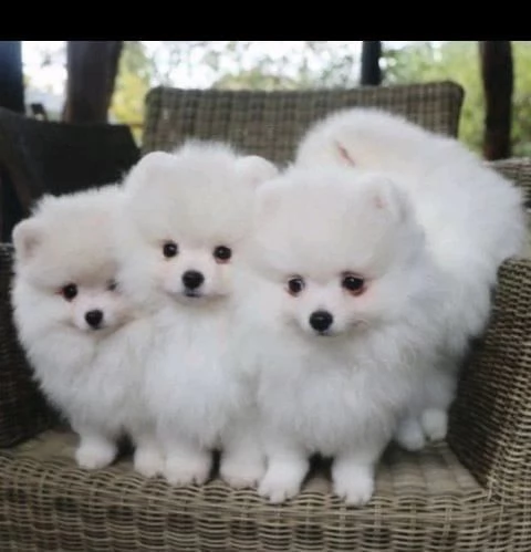 bellissimi cuccioli di pomerania