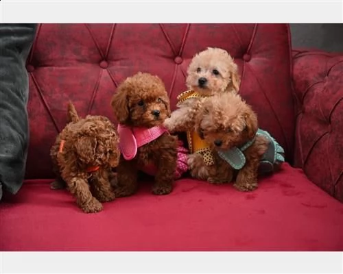 barboncini mini toy maschi e femmine red | Foto 2