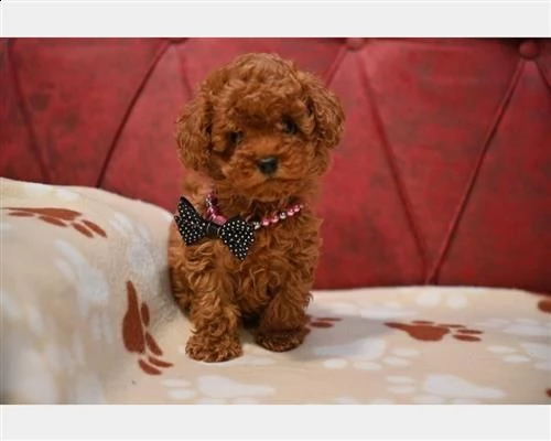 barboncini mini toy maschi e femmine red | Foto 1