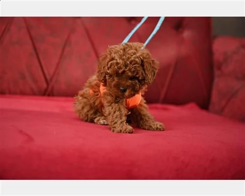 barboncini mini toy maschi e femmine red | Foto 0