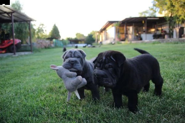cuccioli di sharpei | Foto 5