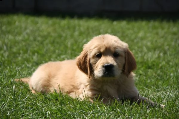 cuccioli di golden retriever con pedigree-