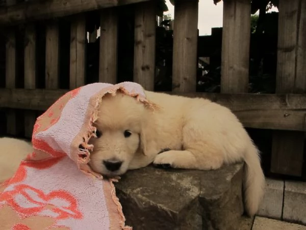 cuccioli di golden retriever con pedigree- | Foto 6