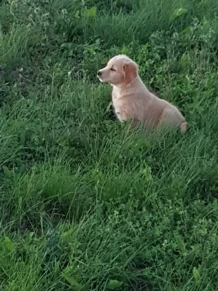 cuccioli di golden retriever con pedigree- | Foto 5