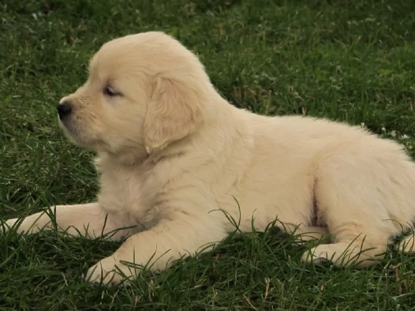 cuccioli di golden retriever con pedigree- | Foto 3