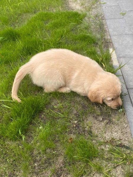cuccioli di golden retriever con pedigree- | Foto 1
