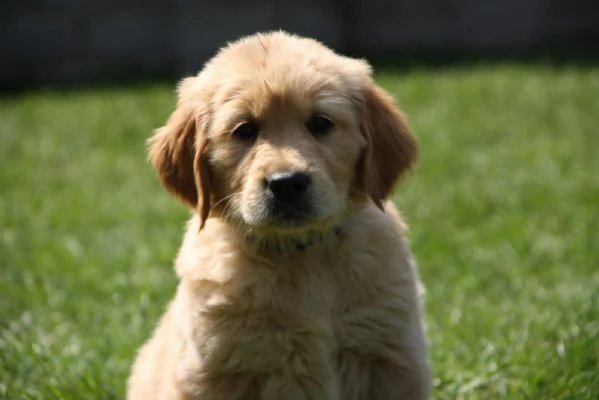 cuccioli di golden retriever con pedigree- | Foto 0