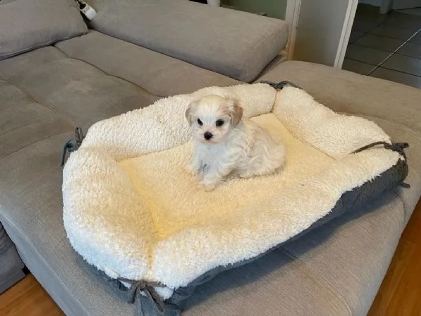 disponibile ulrimi cucciolo di maltese maschioe femmina