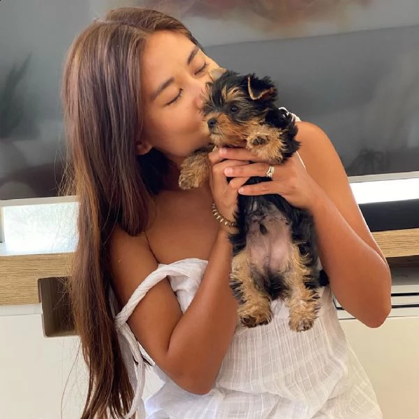 bellissimi cuccioli di yorkshire terrier disponibili