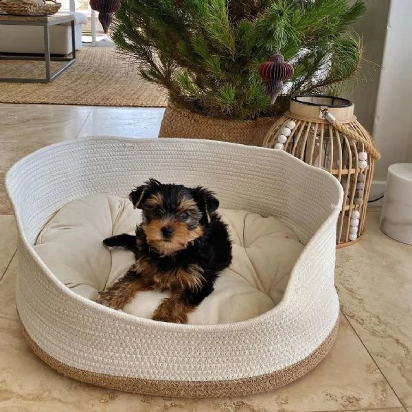 bellissimi cuccioli di yorkshire terrier disponibili | Foto 4