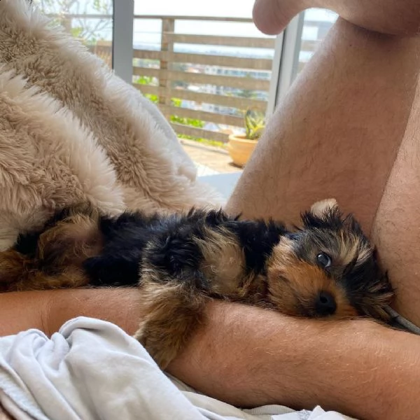 bellissimi cuccioli di yorkshire terrier disponibili | Foto 2