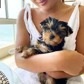 bellissimi cuccioli di yorkshire terrier disponibili | Foto 1