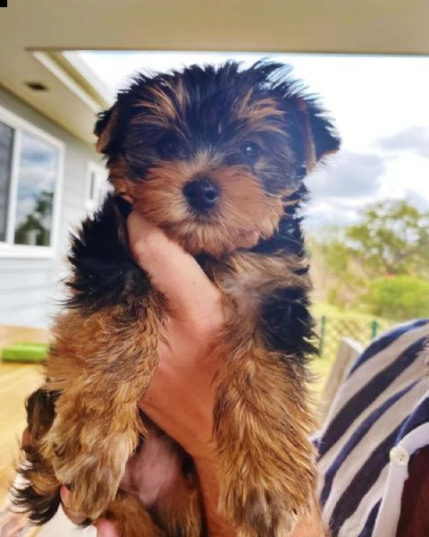 bellissimi cuccioli di yorkshire terrier disponibili | Foto 0