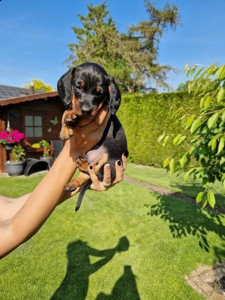 cuccioli di bassotto tedesco maschio e femmina