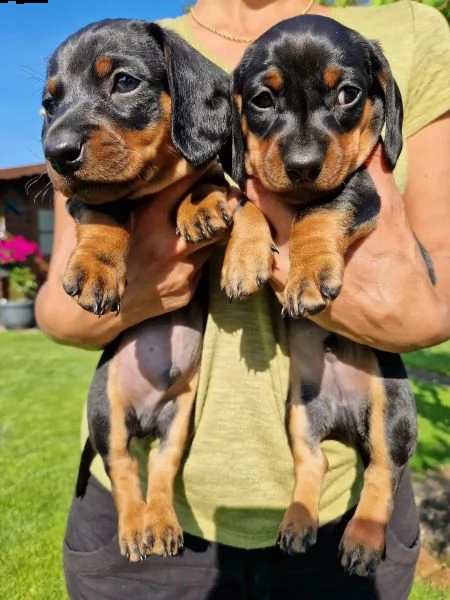 cuccioli di bassotto tedesco maschio e femmina | Foto 2